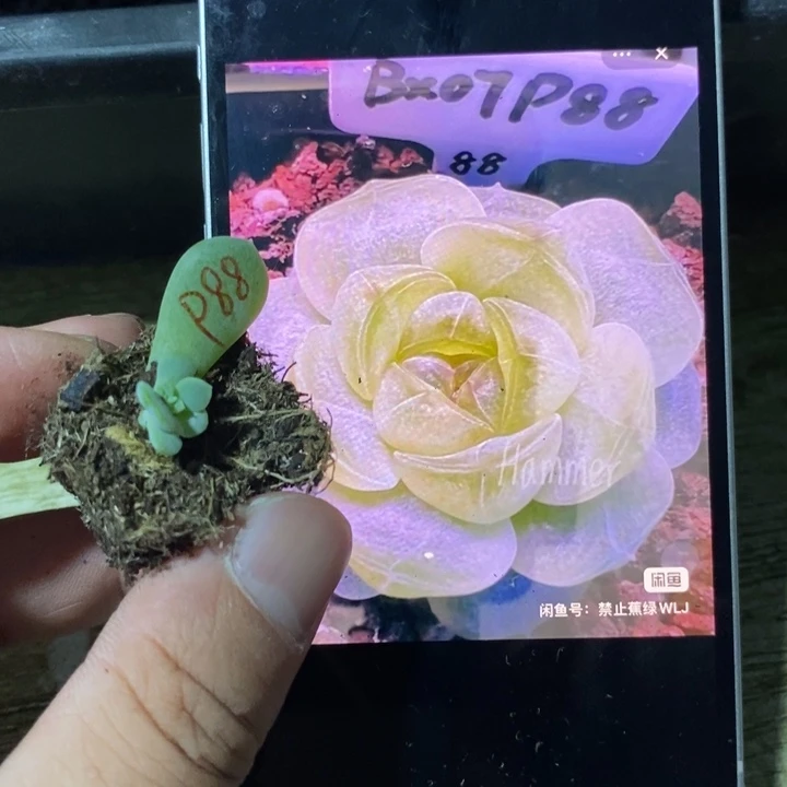 穴盘甜心童话芽苗一个