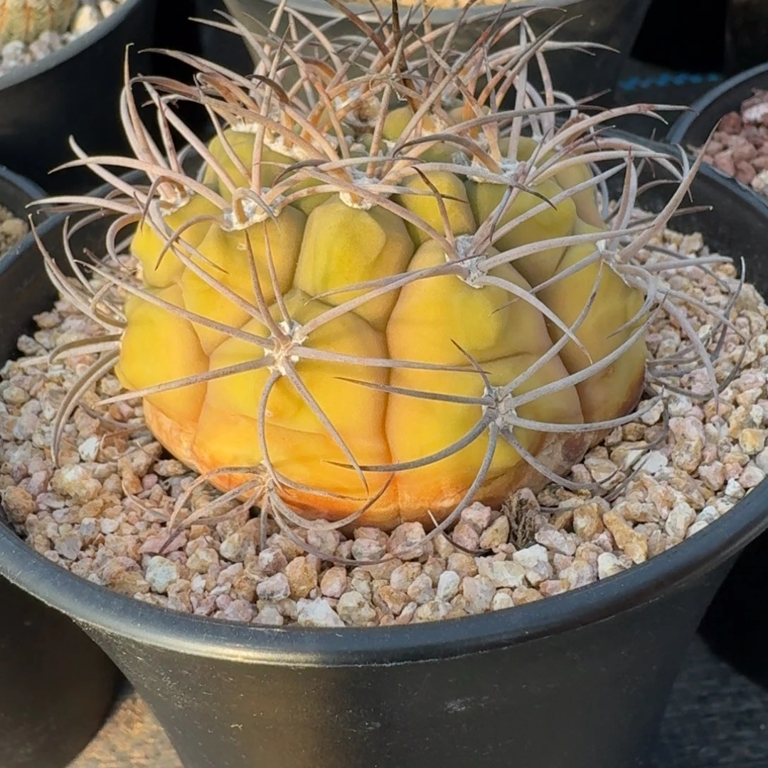 仙人球天赐实生根仙人球