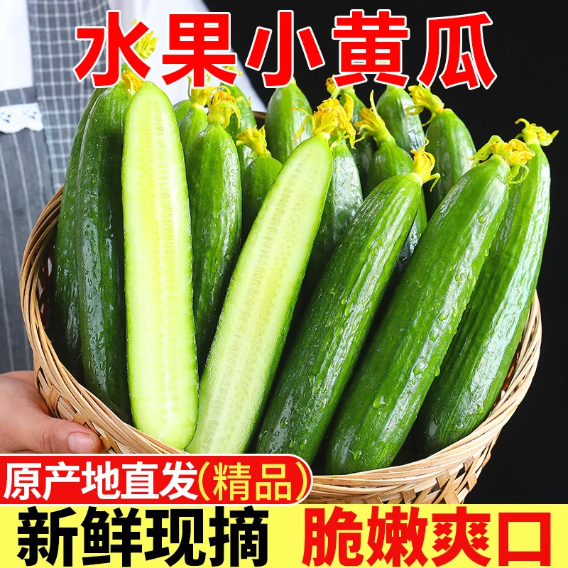 山东水果黄瓜脆嫩爽口新鲜采摘产地直发FH