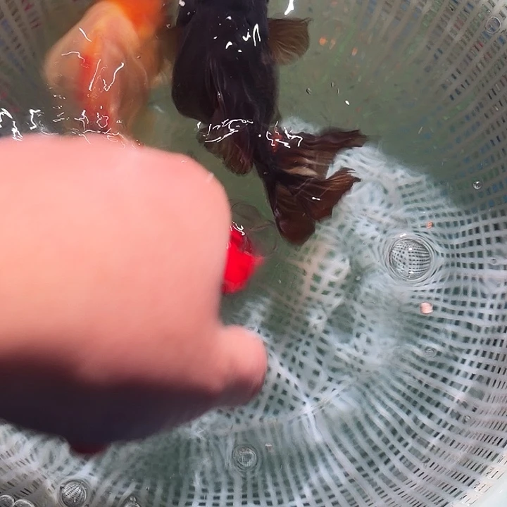 海水鱼夹子89号尺寸11-13