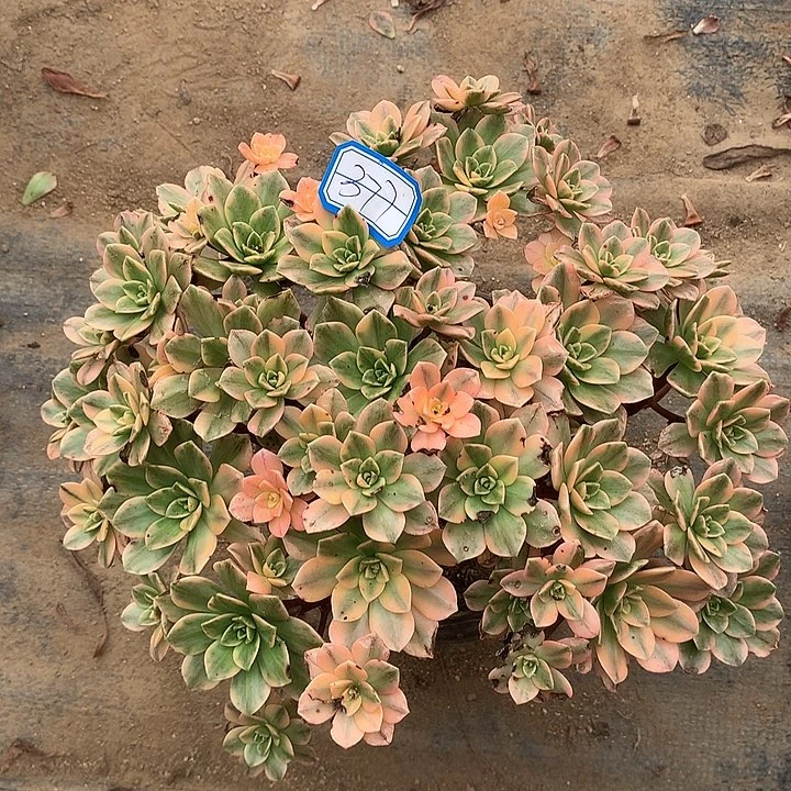多肉植物甜茶377号