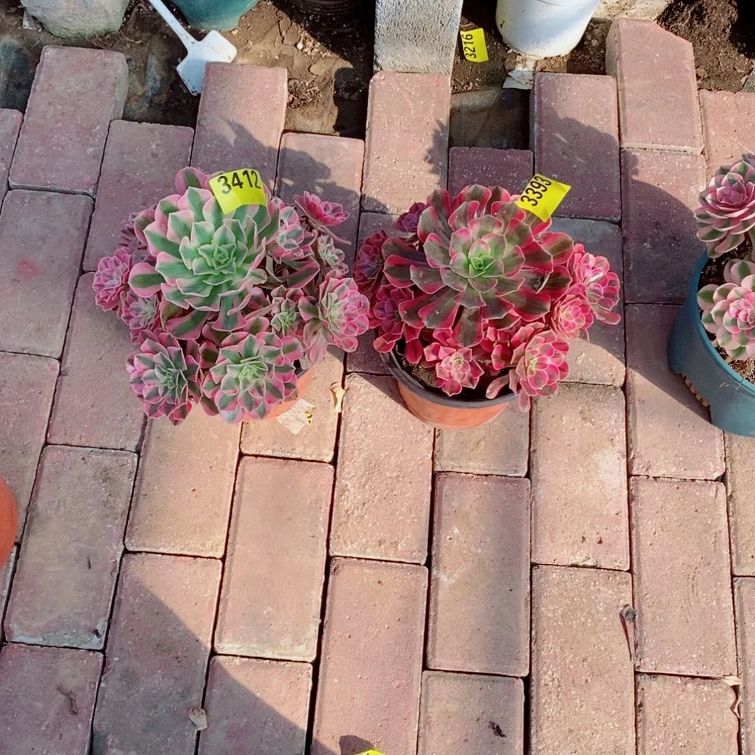 大***儿美杜莎多肉法师3393粉女巫3412