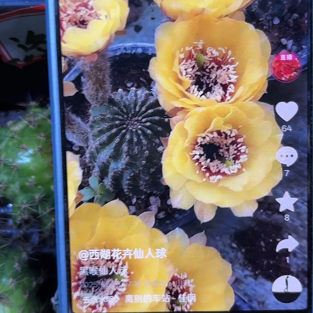 黄花黑喉无根侧牙四左右8