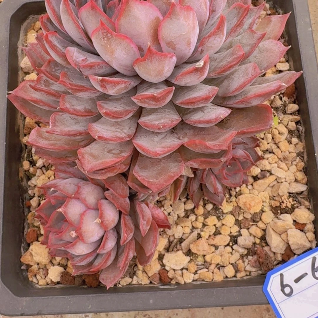 6-61暗冰凡艺多肉