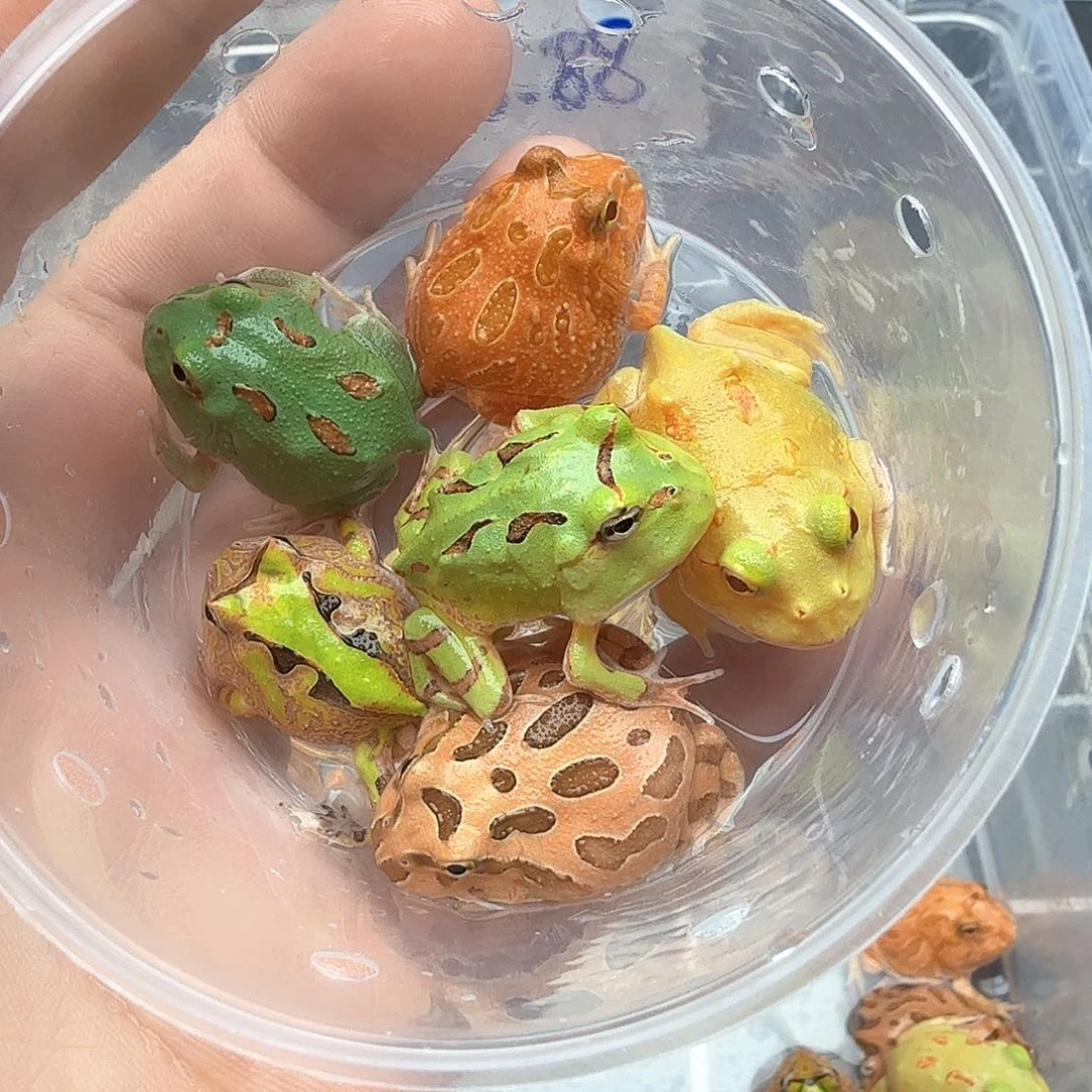 角蛙明*角蛙活体闪拍链接