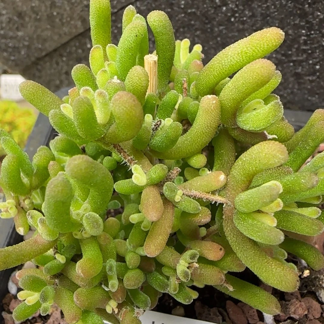 dy0242钻石锦一物一拍