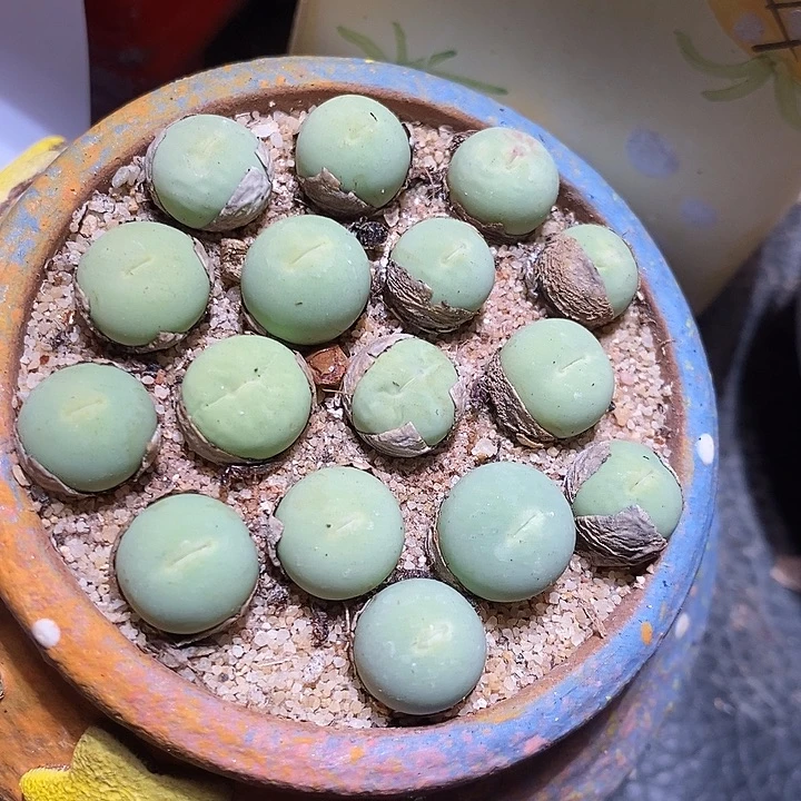 鸽子蛋一颗。 一厘米左右。