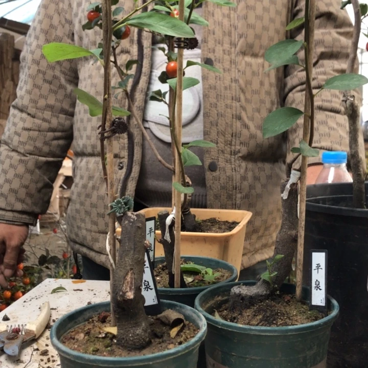 无花朵老鸭平泉平泉