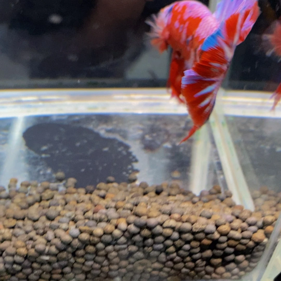 天***鉴斗鱼331巨斗111111