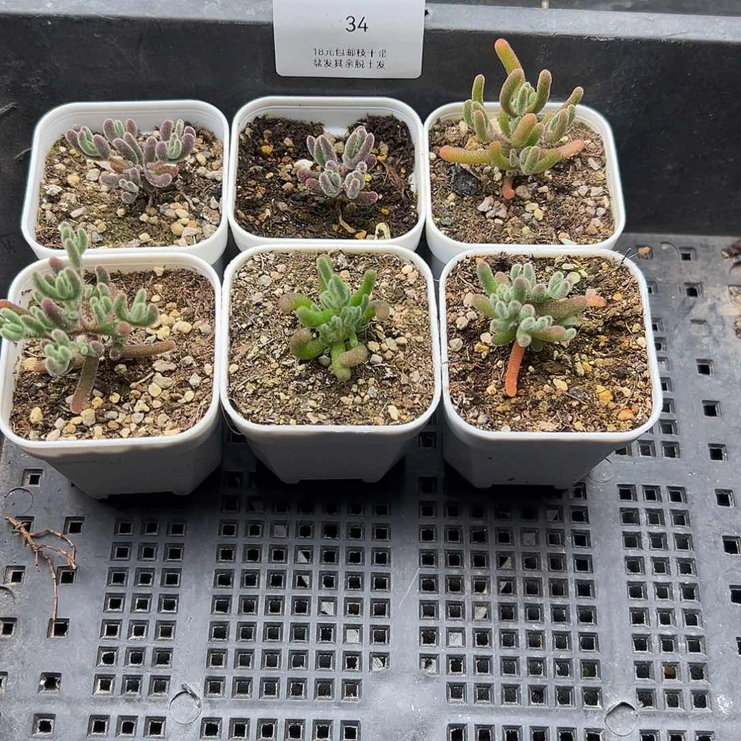Z****?34号6颗12.27多肉