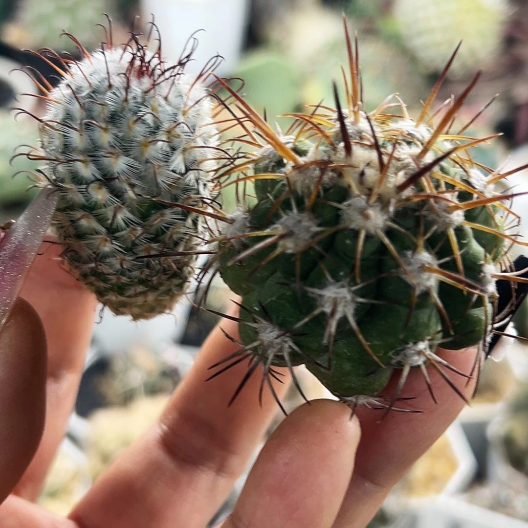 舞龙丸加曲词仙人球66666666