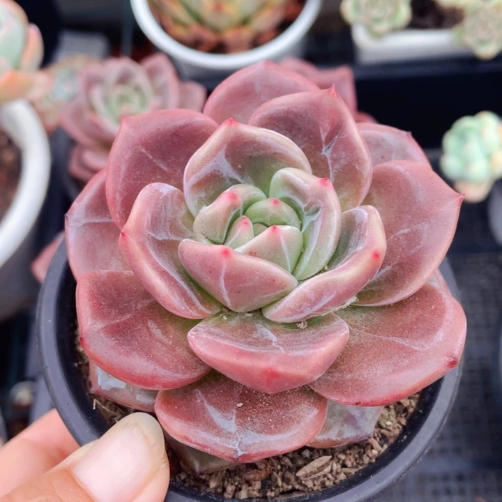 999999999999999999无名