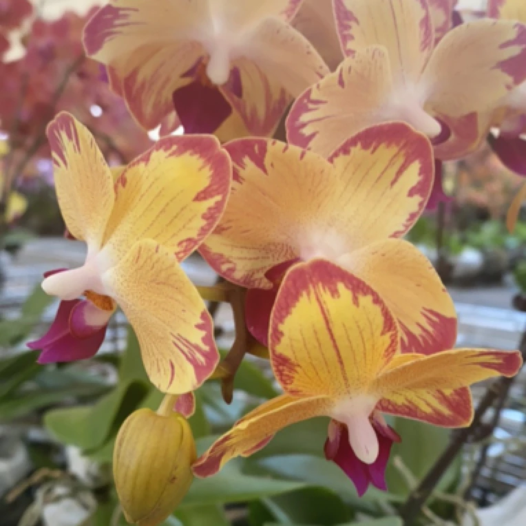 蝶兰小栈【爸爸加油】精品欧品蝴蝶兰基地直发