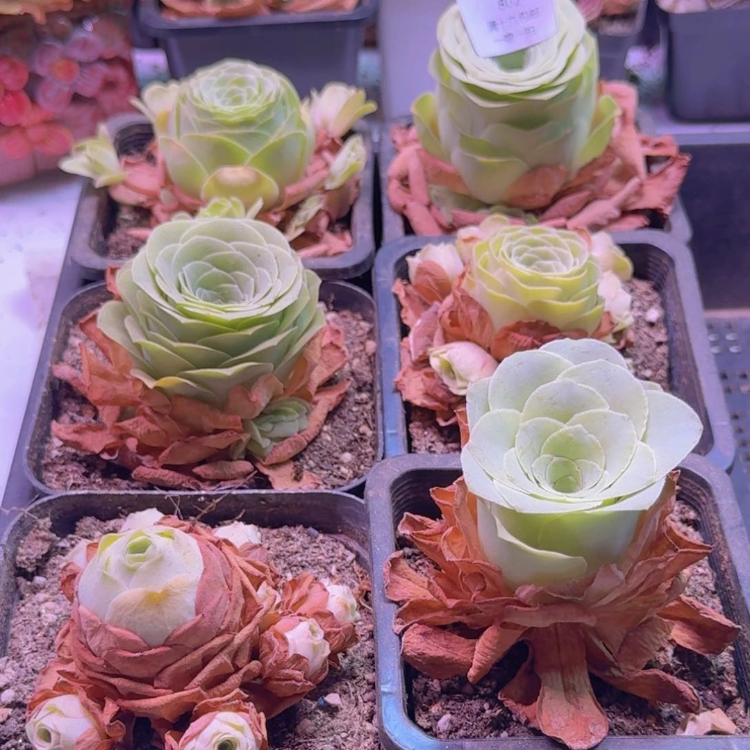 802 一筐一物一拍玫瑰