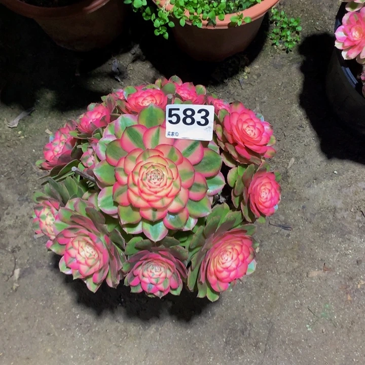 无花朵荔枝5830000000