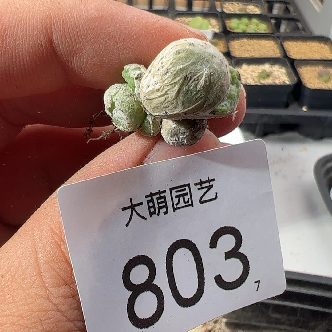 0000803 一物一拍……