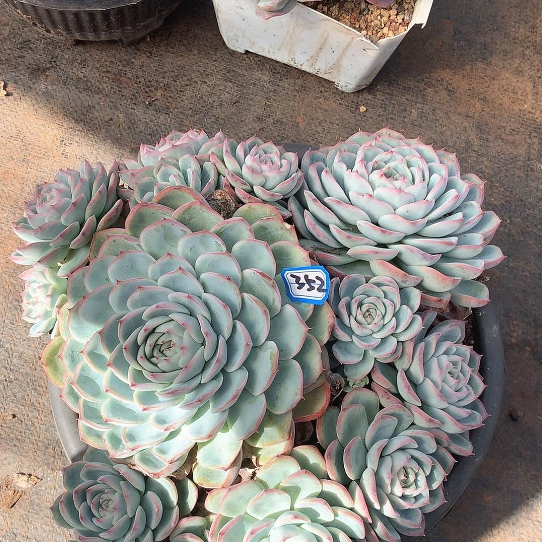 352水晶一物一拍多肉