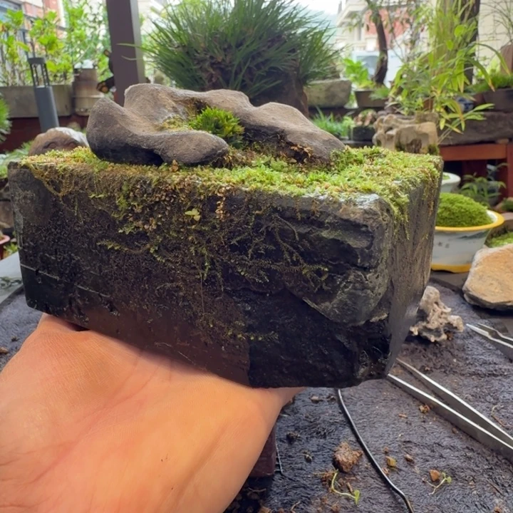 让***行蝉小川石头草顺丰包邮