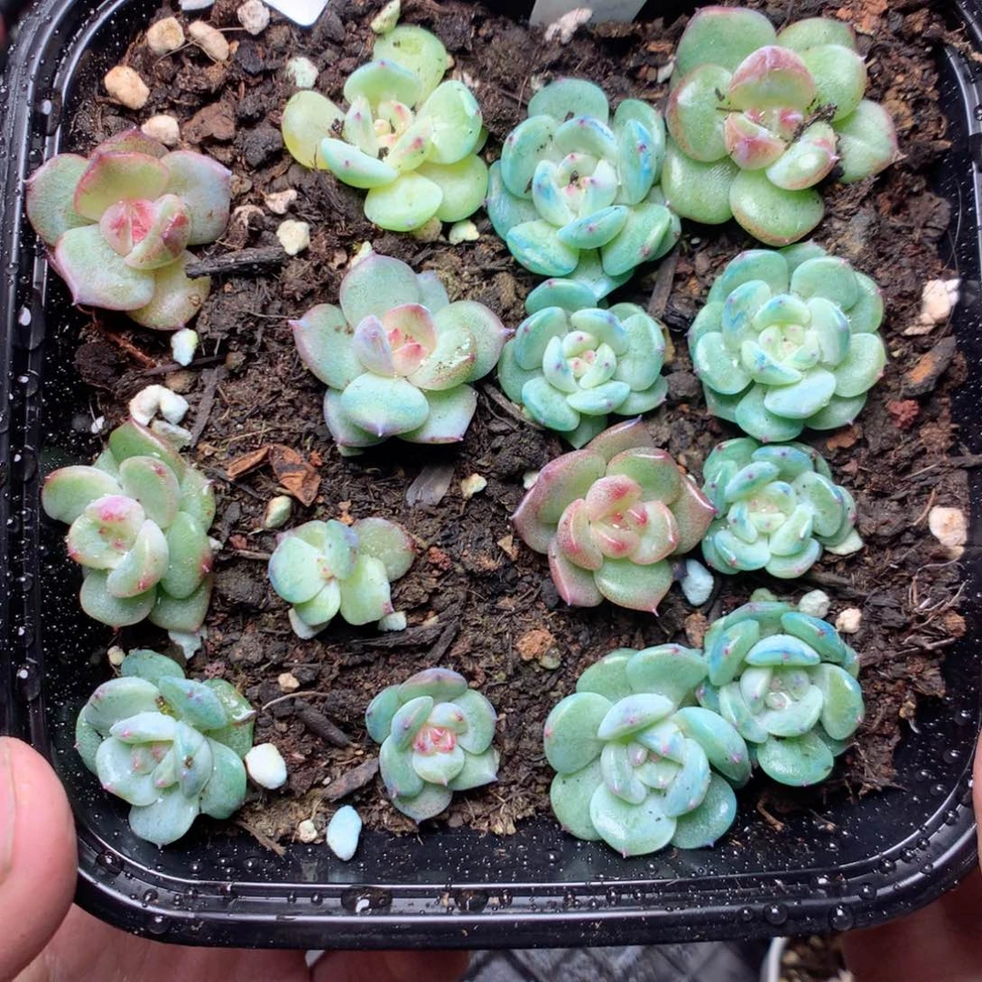 无花朵Q130yuyyyyyyyy