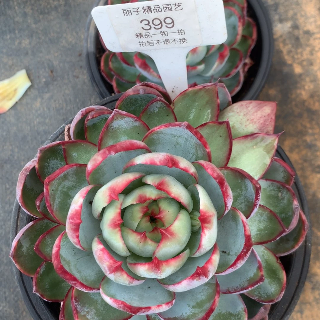 399号多肉植物惊鸿14