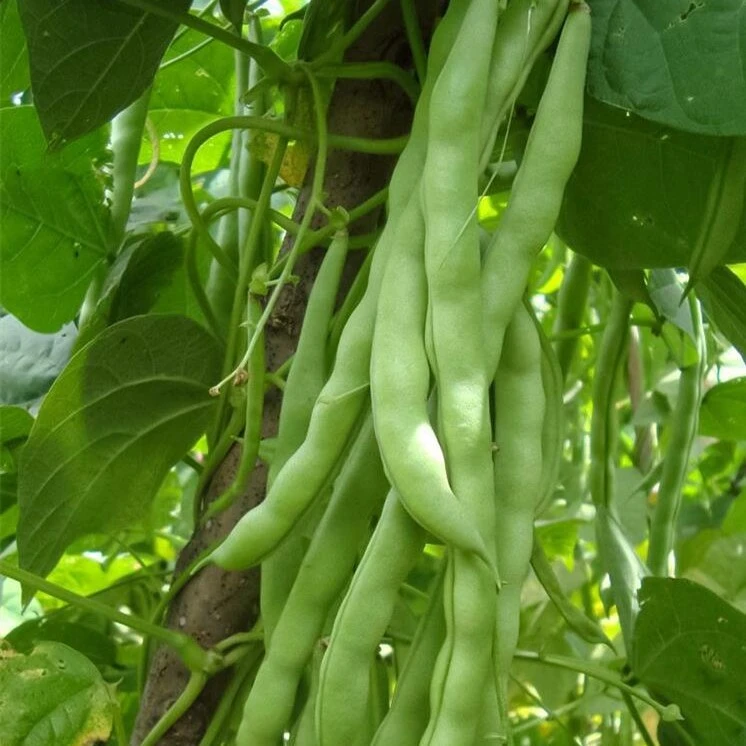 【九粒白芸豆种子】四季架豆高产老来白不老豆角籽压趴架摘不败
