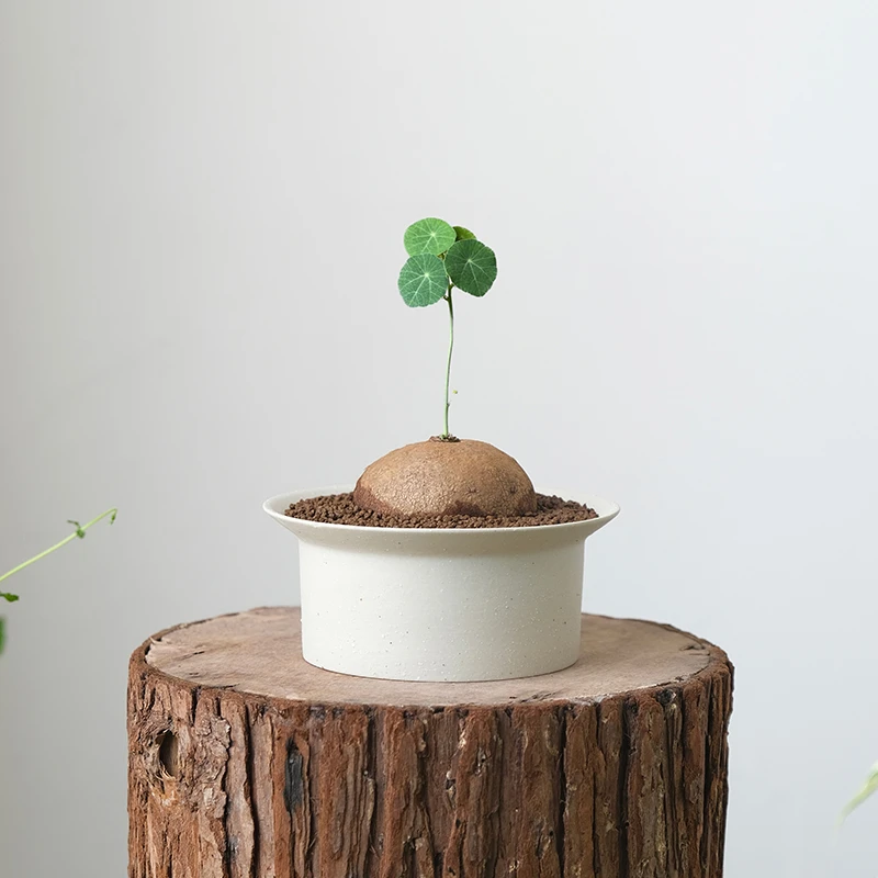 山乌龟陶瓷花盆小蕨类多肉大口径陶土粗陶苔藓球陶盆矮陶瓷盆开口