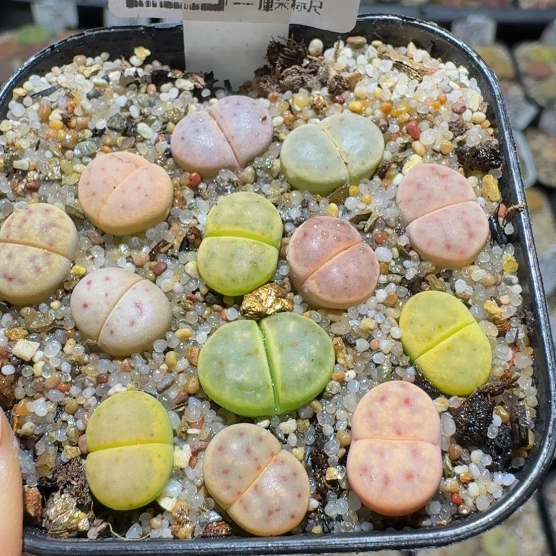 Ssss精品生石花498