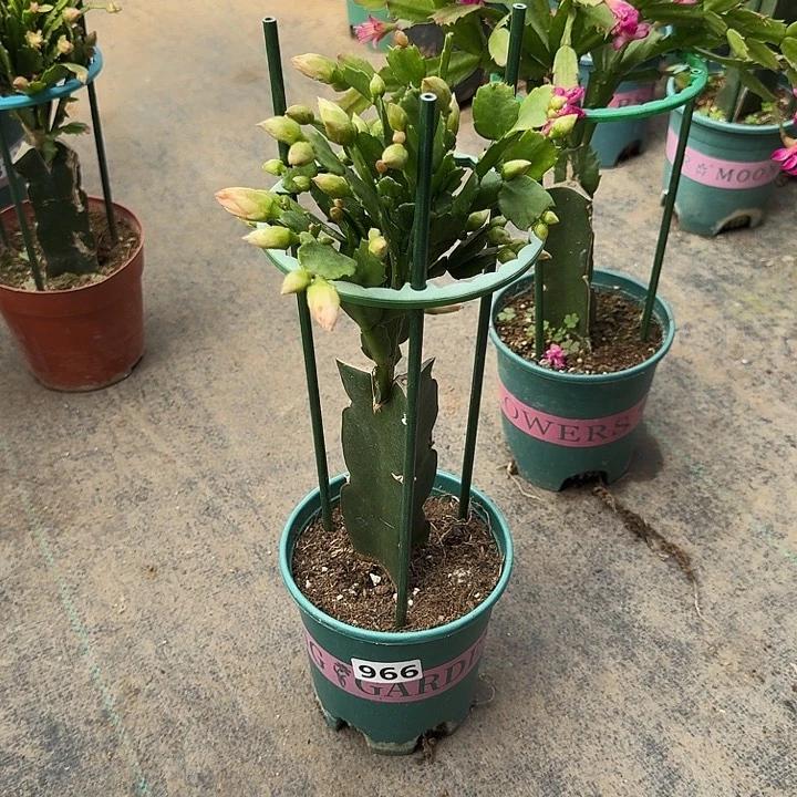 糖***糖大部分开放少量花苞966嫁接2285