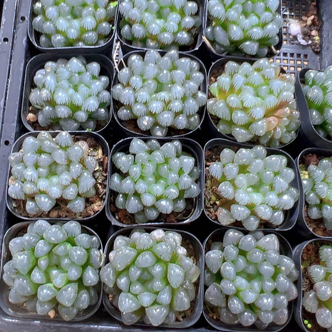 潘冰灯玉露多肉一颗