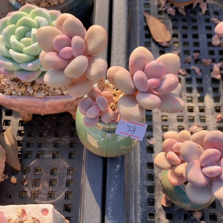 一物一拍满30包邮 78