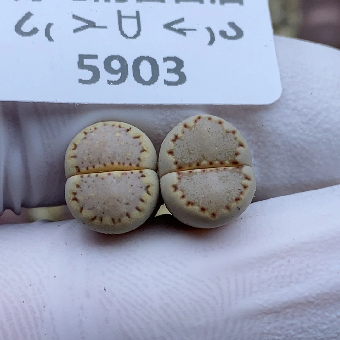 5903。c24。。。。。。。。。