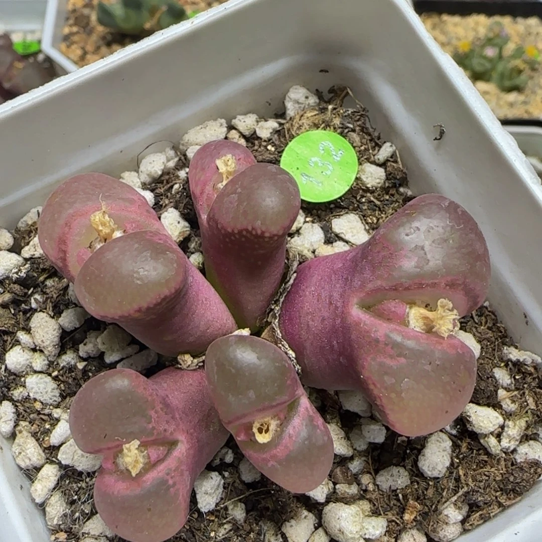 粉透窗多肉植物132