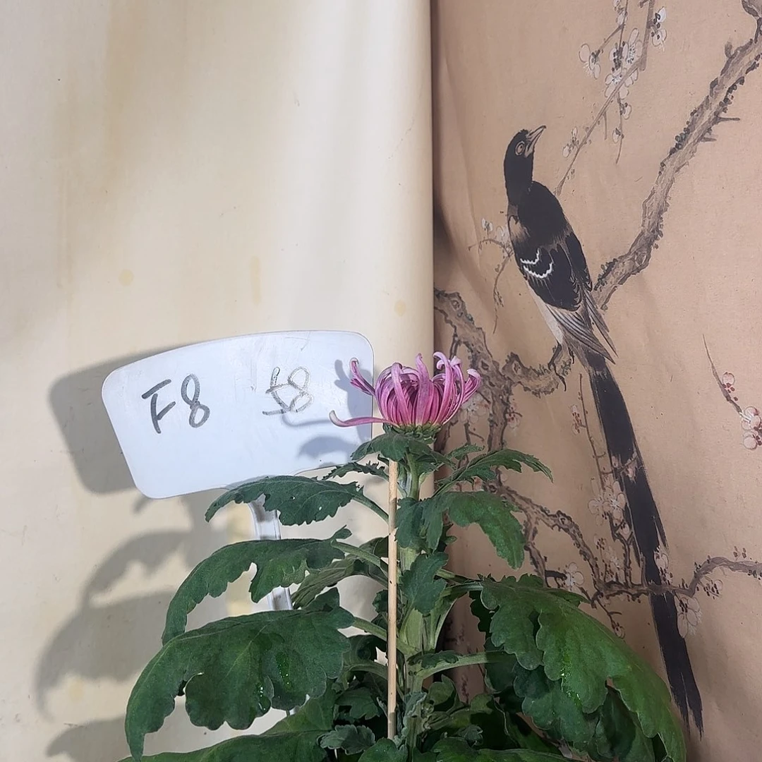 全部花朵F888888888
