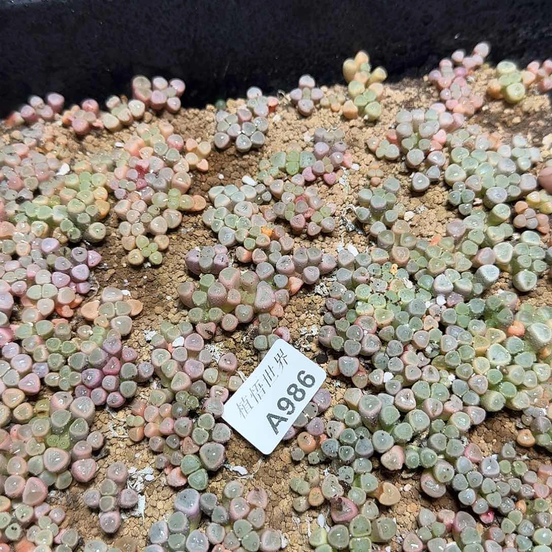 986号的多肉植物哇c v