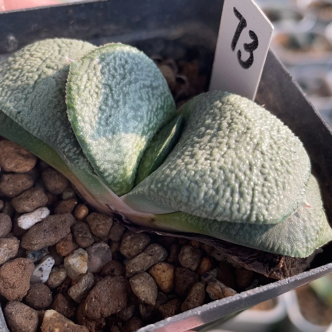 73脱土发货11111111