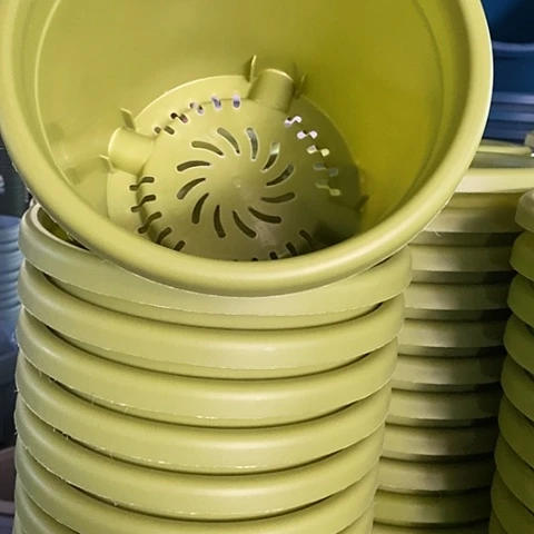 树脂四季3号果绿无托10个特价