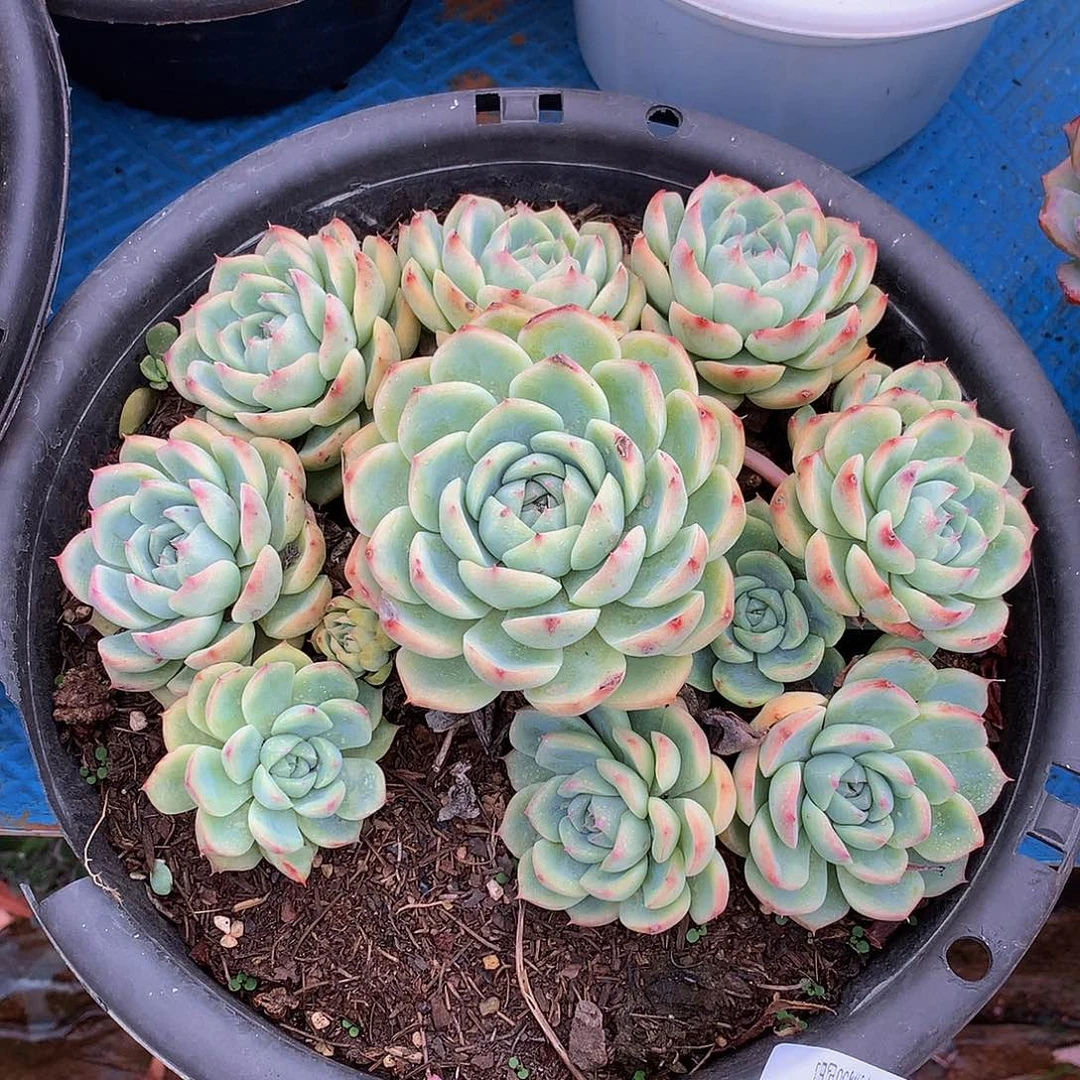 无***-    粉水晶90067