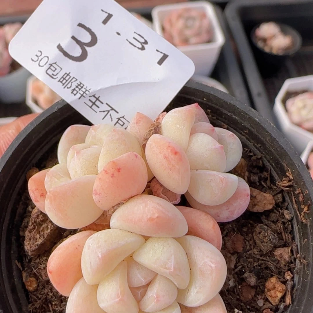 小脸冰玉三头一颗