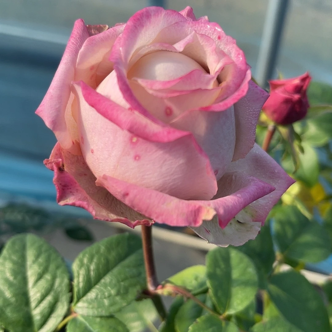 无花朵——歌试159 福利