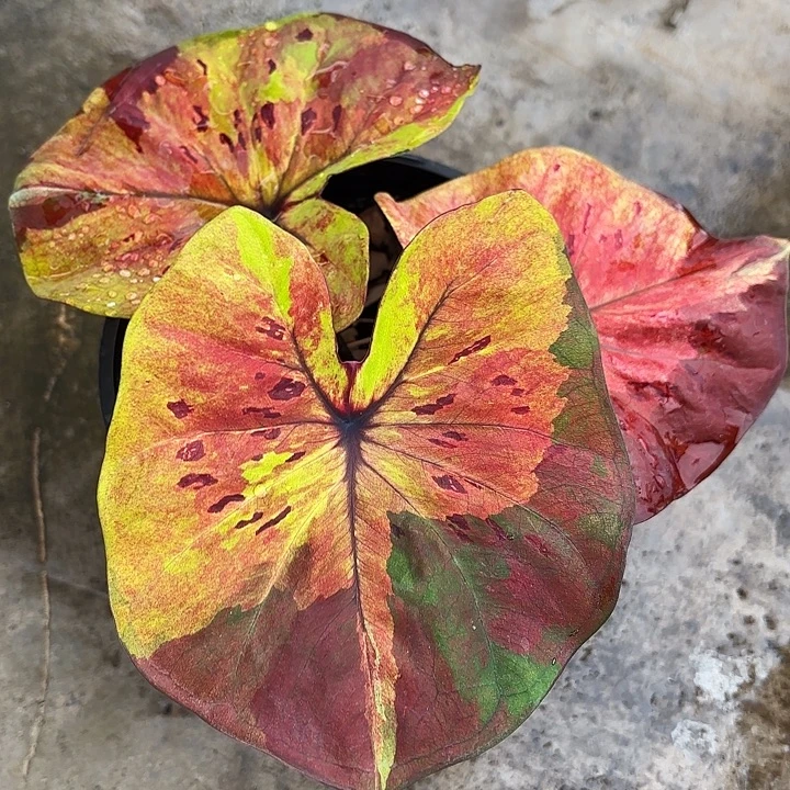 枫****25-1121月光广东现货