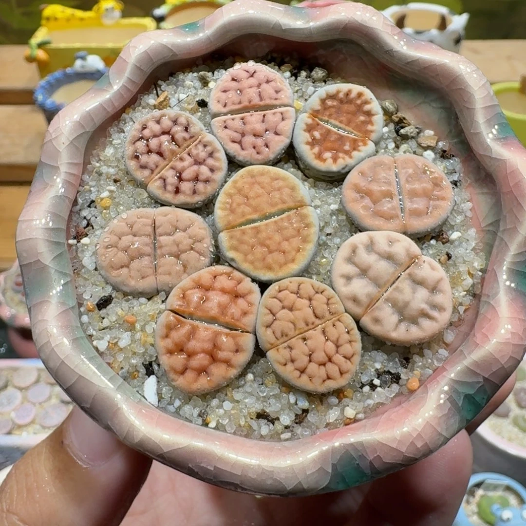 蘑菇1185花纹彩拼多肉植物