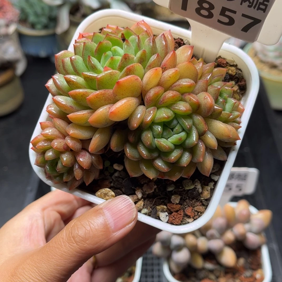 多肉植物1857……………