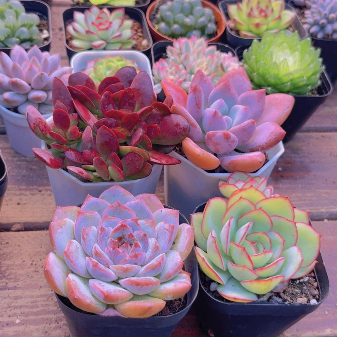 紫蝶➕奥普➕糖心➕牡丹亭