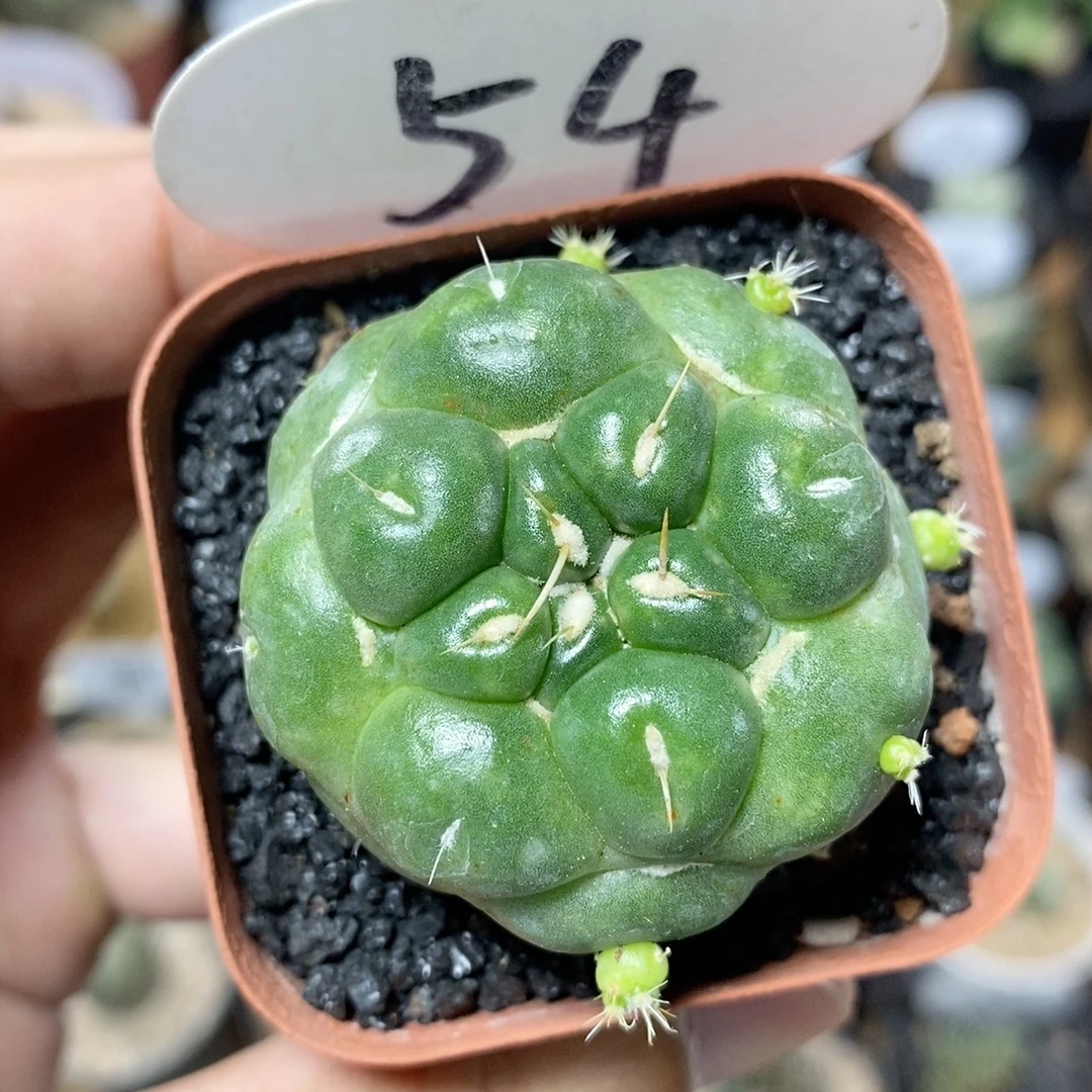 54号无刺天眼象牙4cm