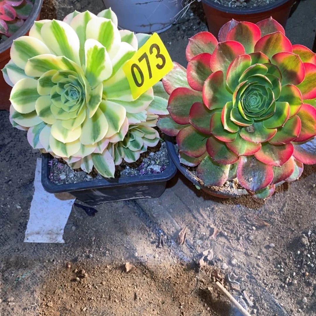 迈巴赫奶白锦073