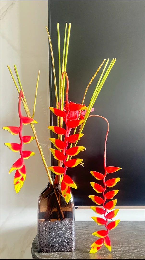 （金嘴吊鸟）鲜切花可做干花花期超长懒人花材