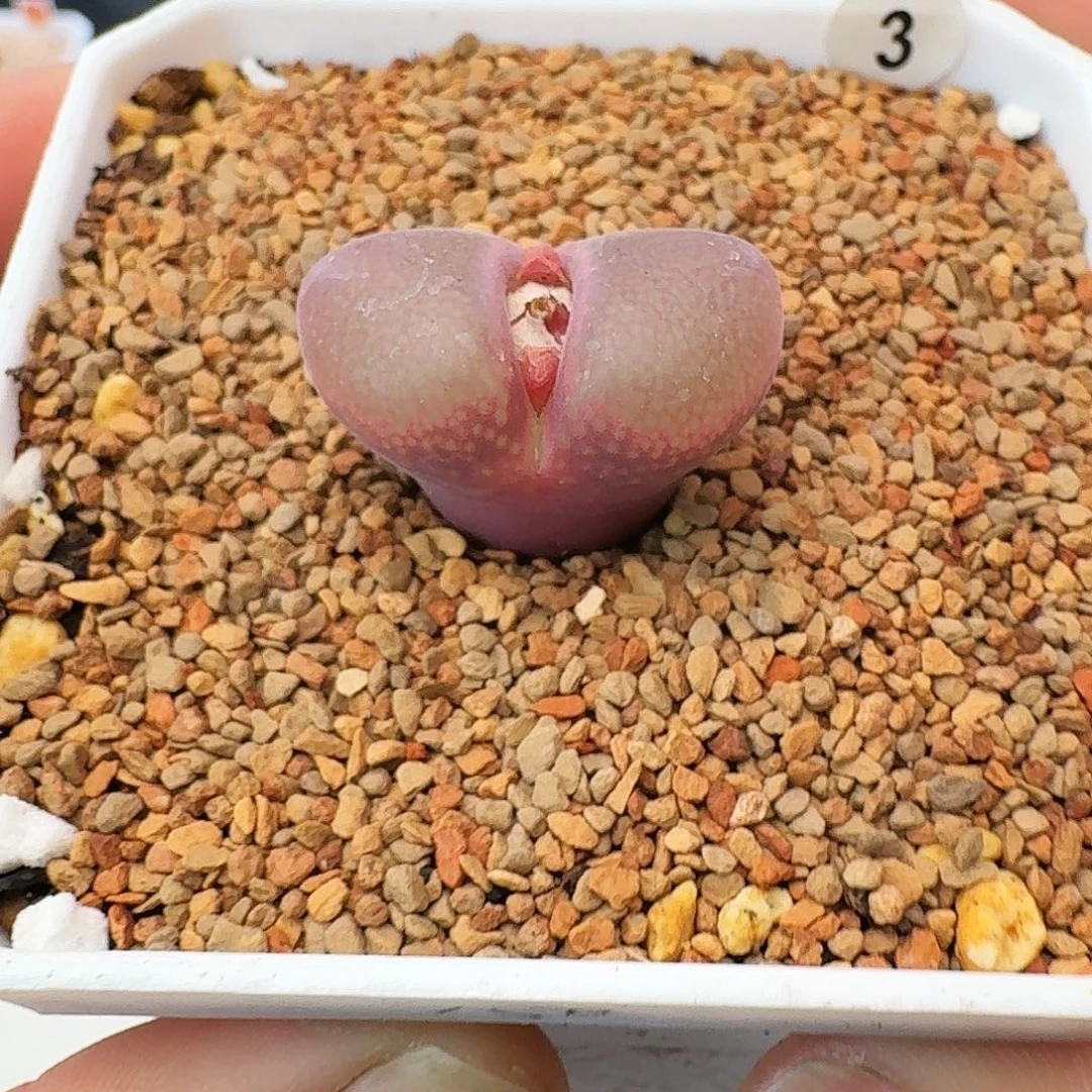 多肉植物赤焰美人优选母本3