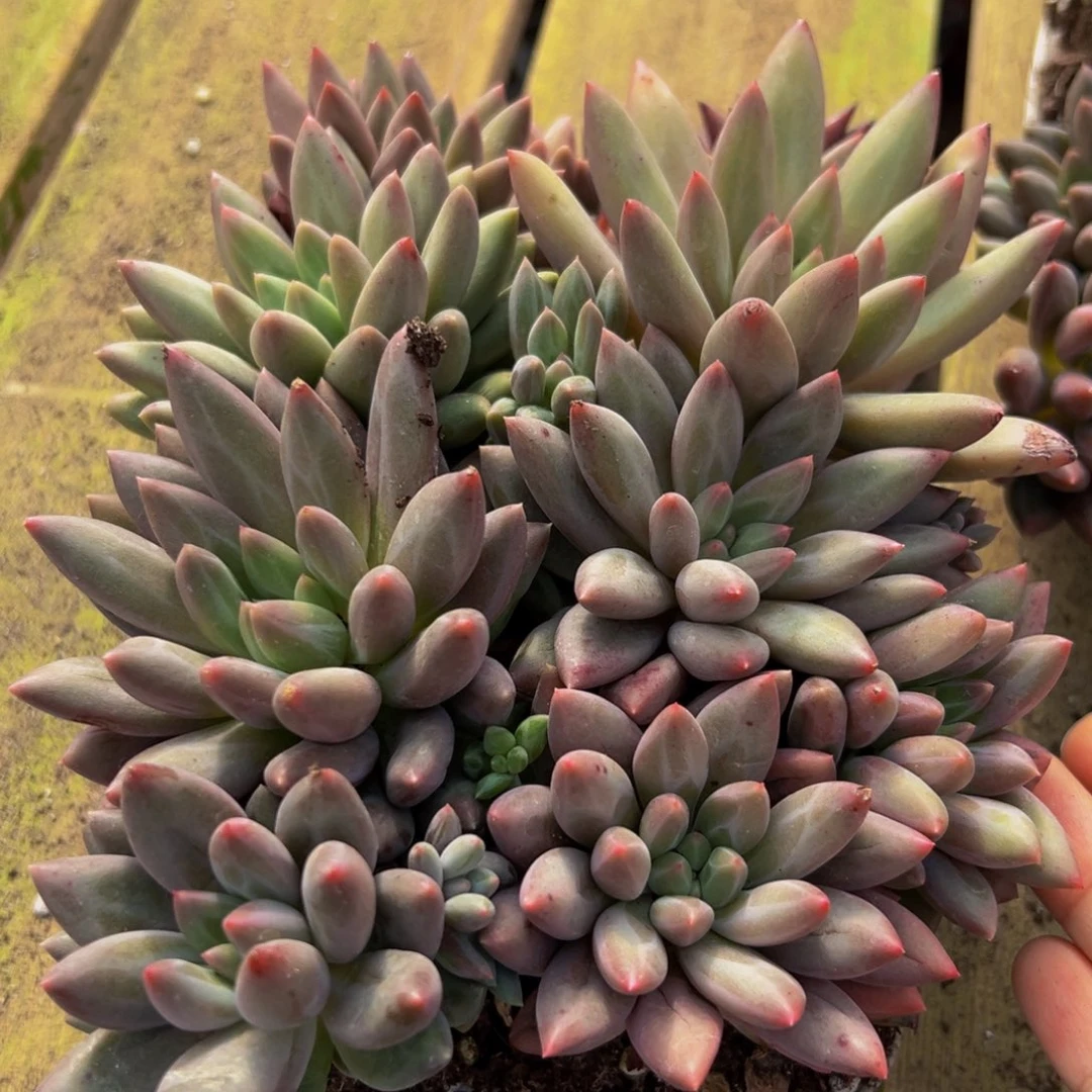 529多肉植物和植物在生长