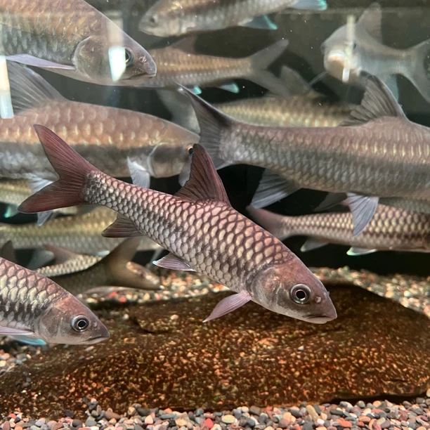 中国结鱼 吉罗观赏鱼 国结 包邮包损