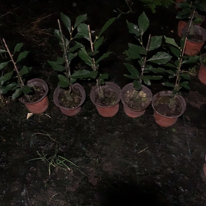无花朵东方紫明月嫁接苗32.8